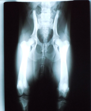Radiografias