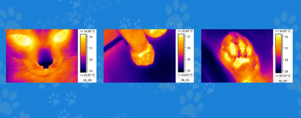 Termografias - Imagenología para diagnósticos