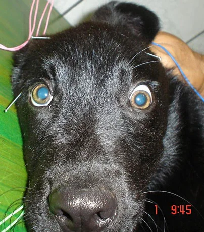 Frodo en Sesión